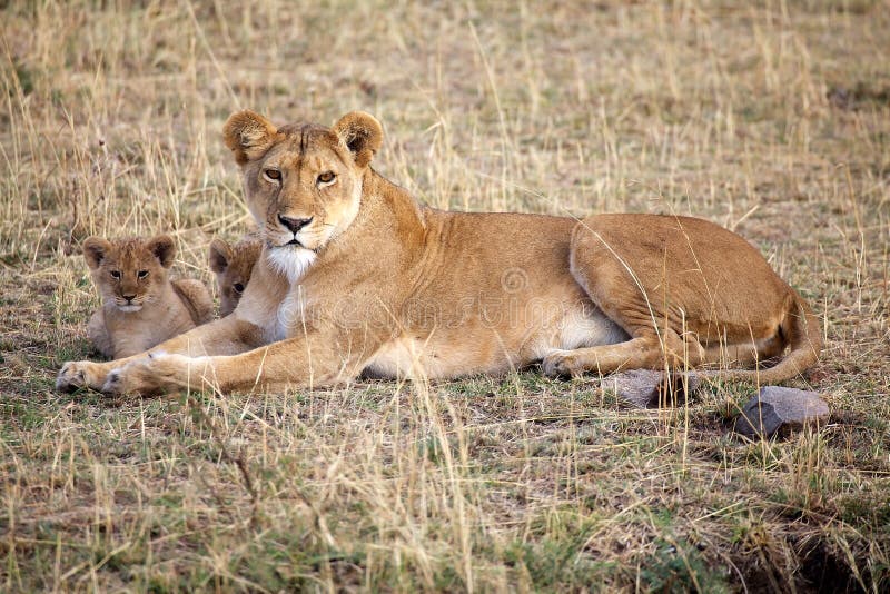 Majestic African Lion, Panthera leo, roams the African savannah,  representing the continent's iconic wildlife Stock Photo - Alamy