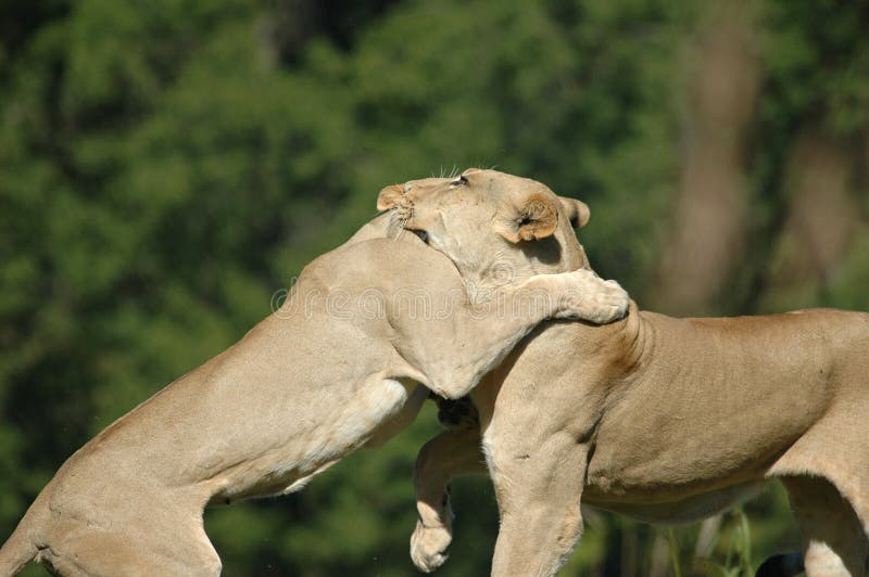 African Lions