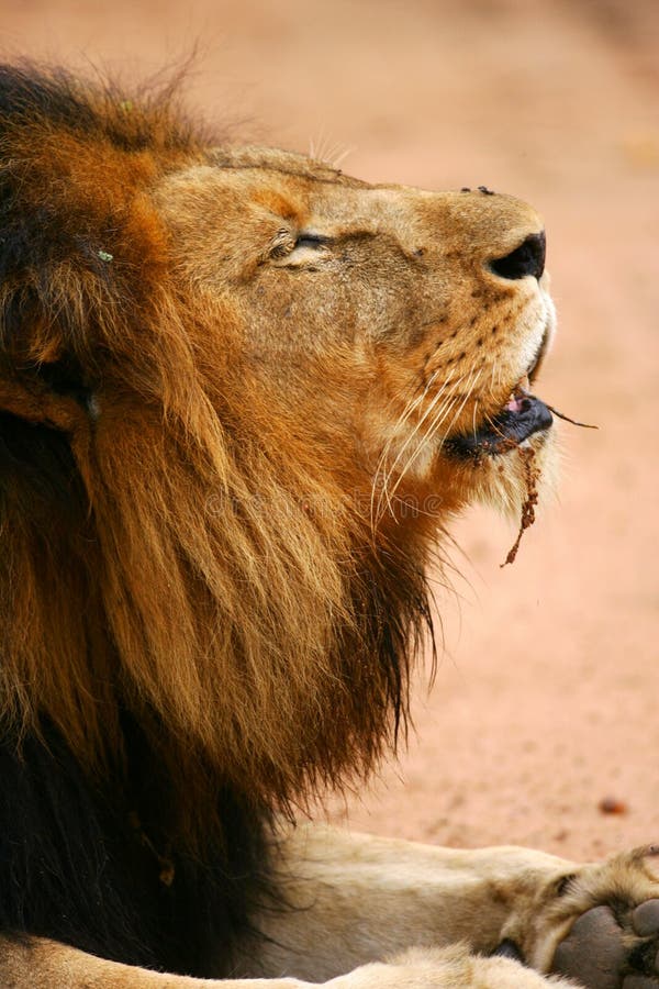 African Lions