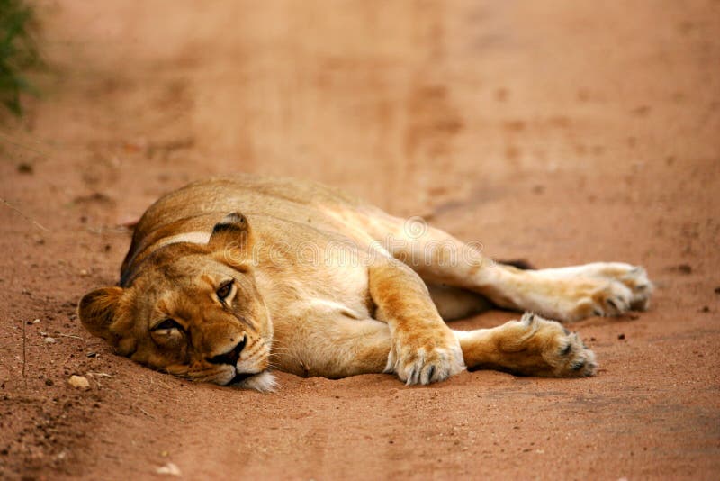 African Lions