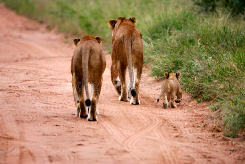 African Lions