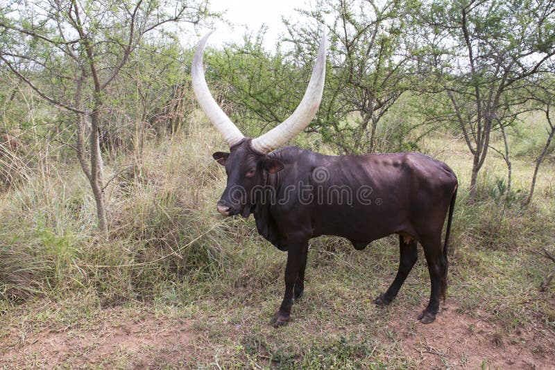 African longhorn cattle. Dark brown beef with white horns