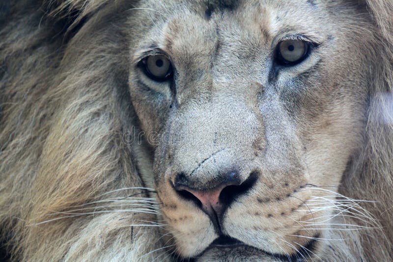 Handsome African male lion close-up