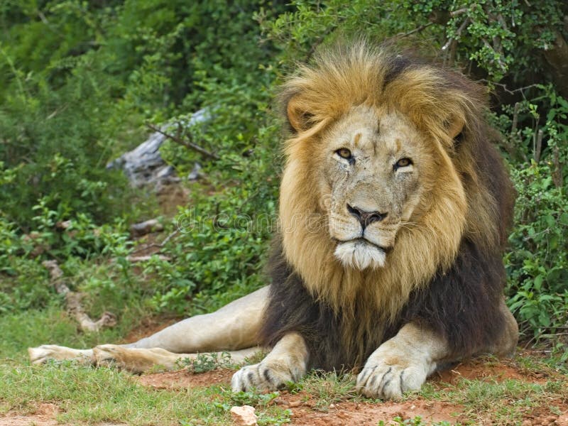 African Male Lion1