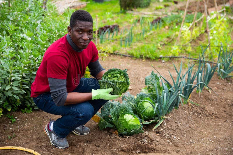 African Man Harvesting Savoy Cabbage Stock Photo Image of amateur