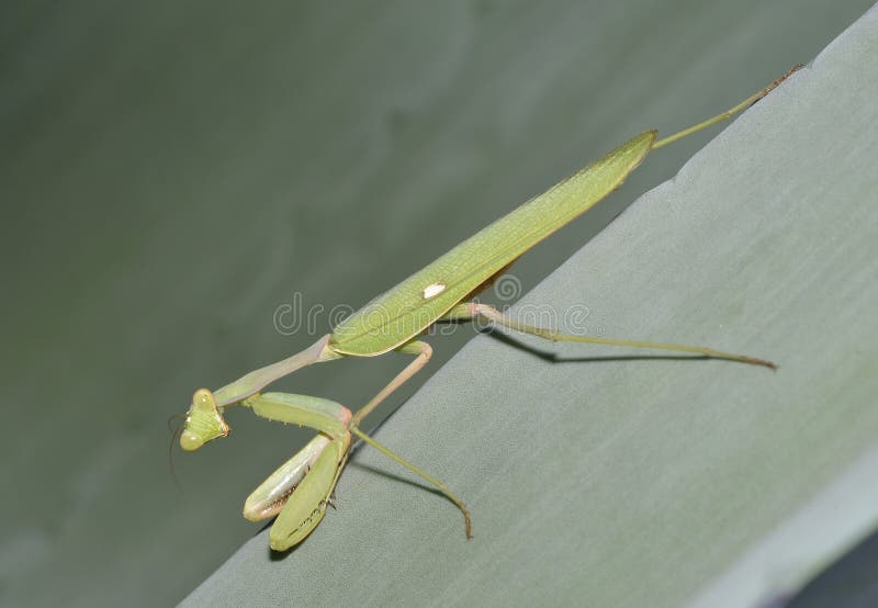 African Mantis