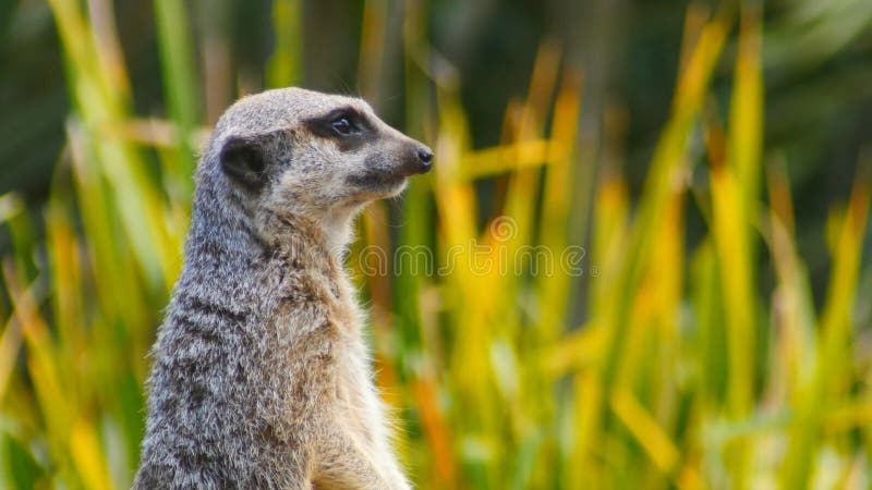 African Meerkat in the Wild, Wild Nature, Wild Animal, Wildlife Stock Image  - Image of north, earths: 216540415