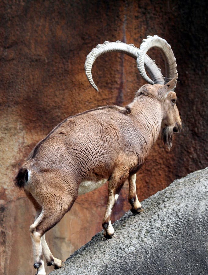 African Mountain Goat Stock Image Image 8555991