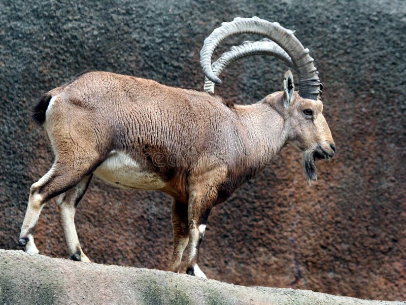 African Mountain Goat