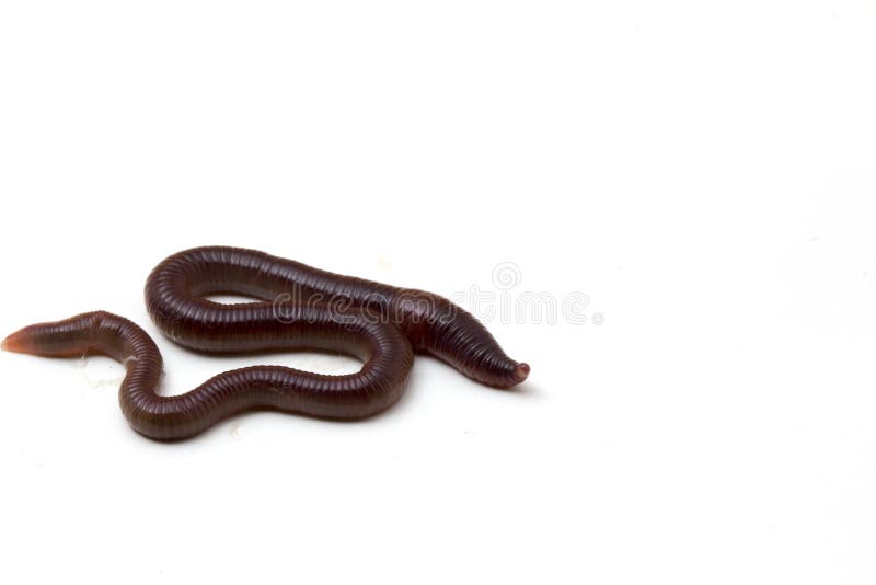 African Night Crawler, Earthworms Isolated on White Background