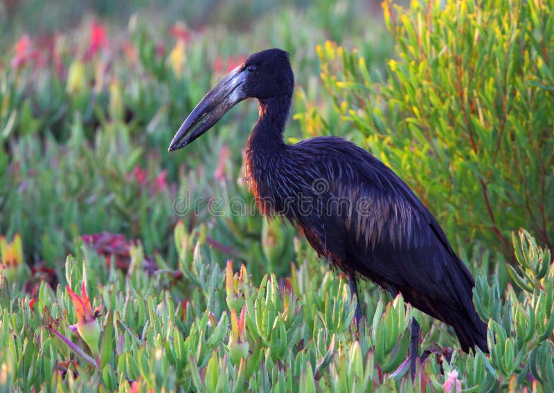 African Openbill photographed near Cape Town South Africa