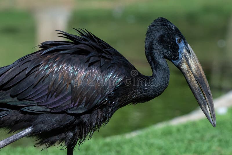 The African openbill Anastomus lamelligerus is a species of stork in the family Ciconiidae standing in the grass showing its glossy black feathers.