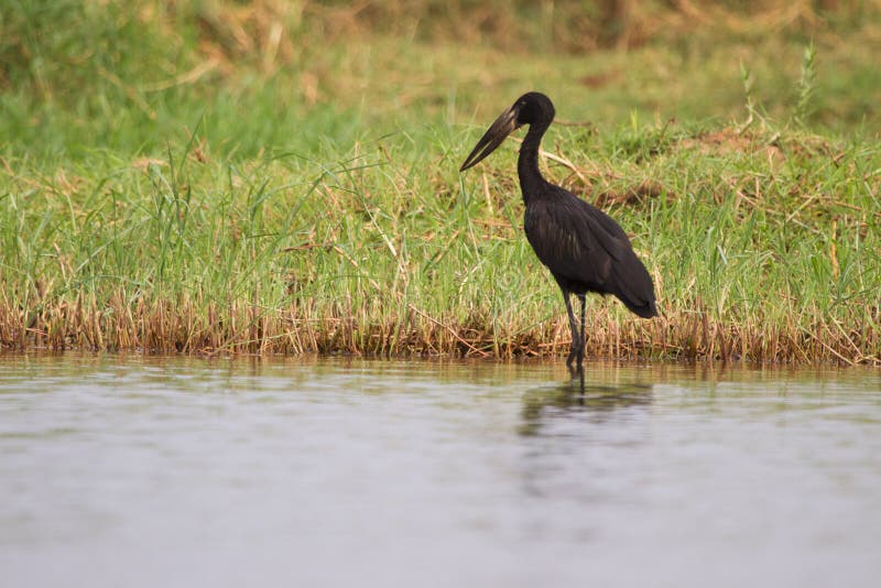 African openbill stork, Lower Zambezi safari, Zambia