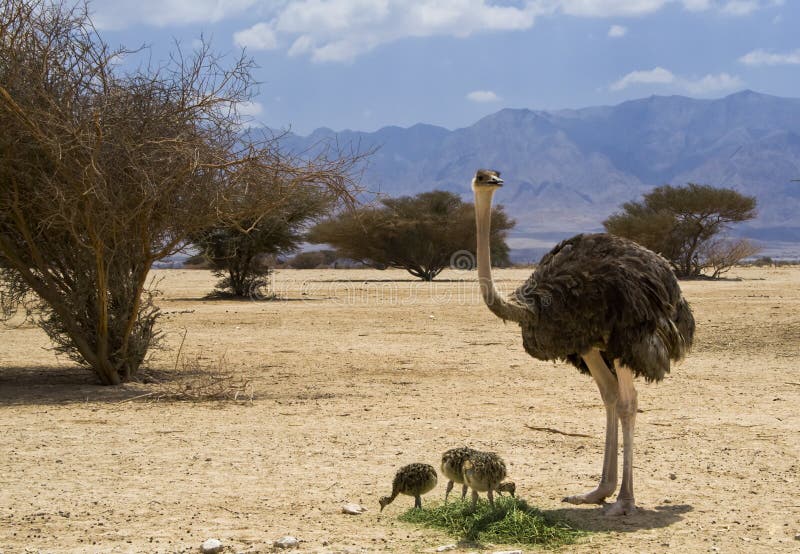 African ostrich nature reserve, Israel
