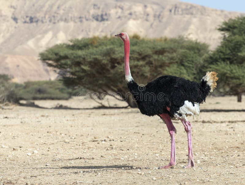 African ostrich in nature reserve