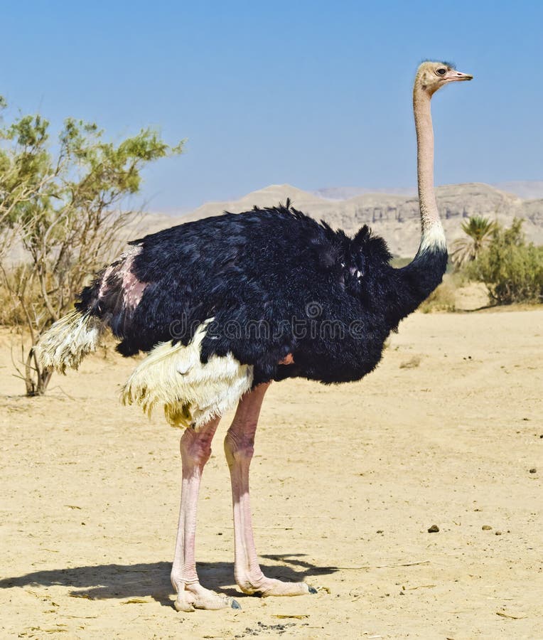 African ostrich (Struthio camelus), Israel