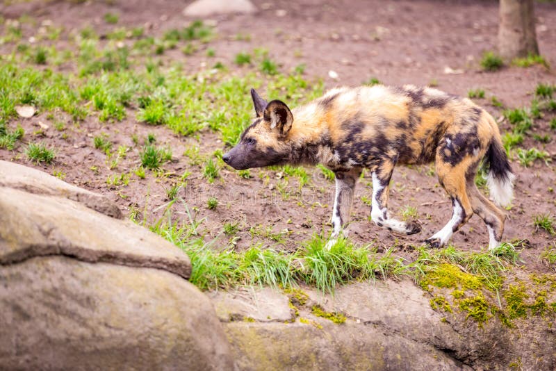 African Painted Dog in Oregon Zoo Stock Photo Image of mammals, wild