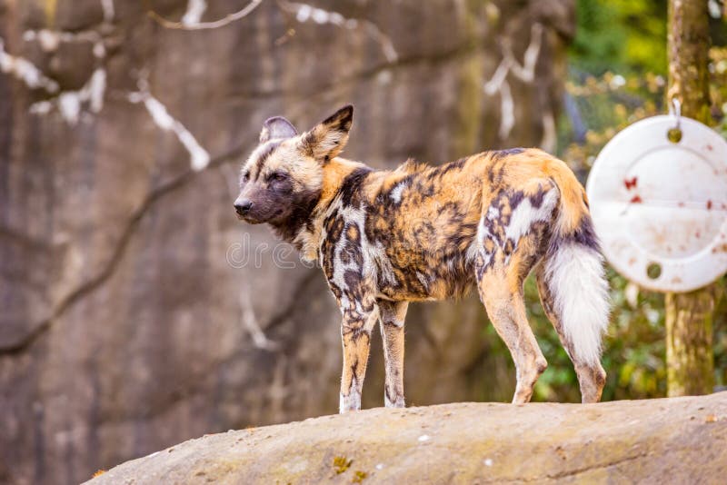 African Painted Dog in Oregon Zoo Stock Image Image of united, north