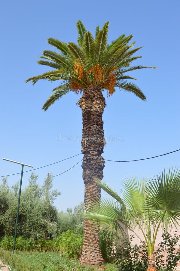 African Oil Palm Elaeis Guineensis. Stock Image - Image of orange ...