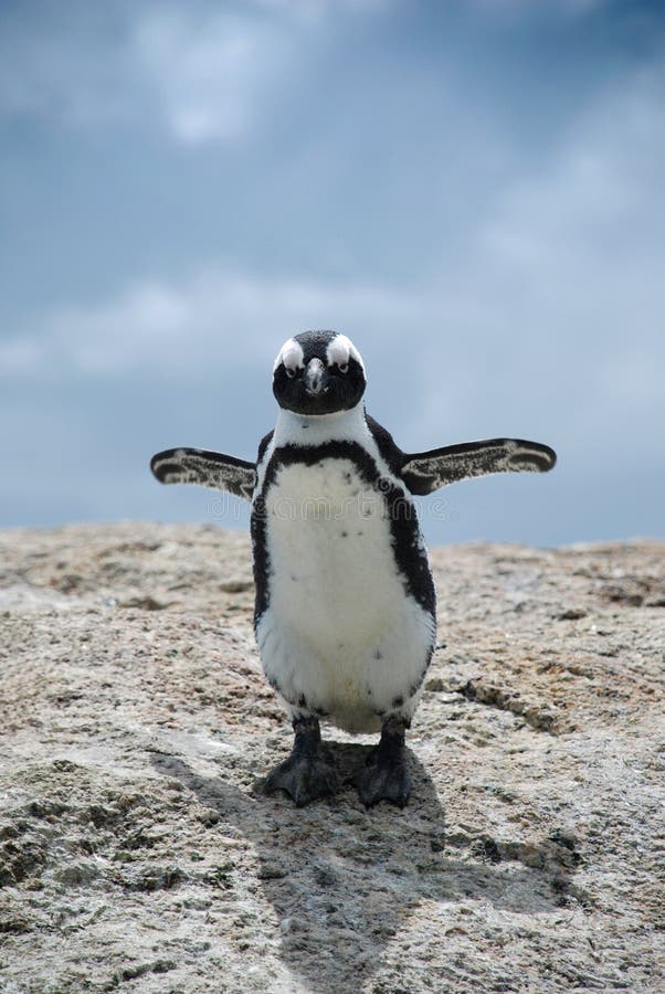 African Penguin