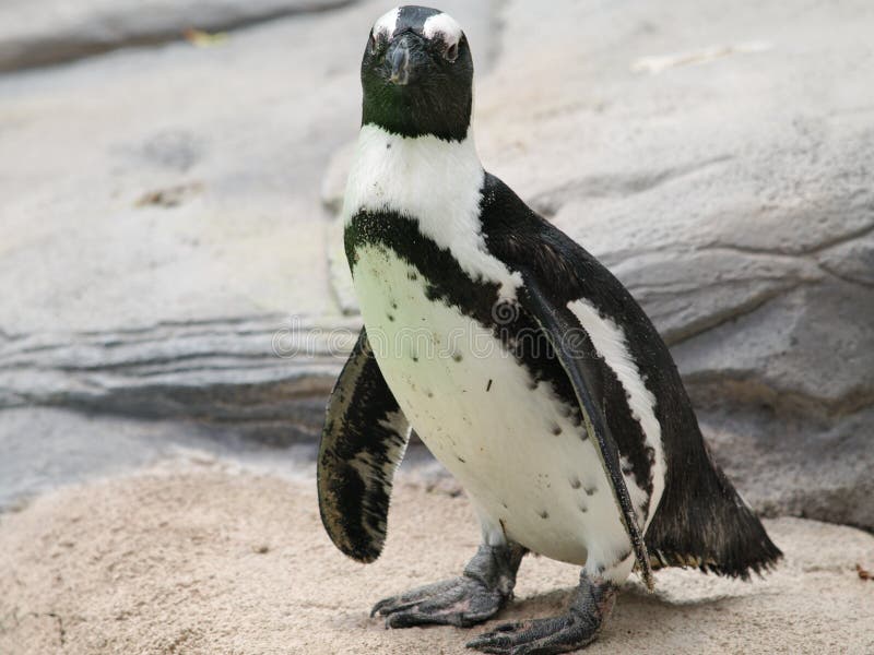 African Penguin 2