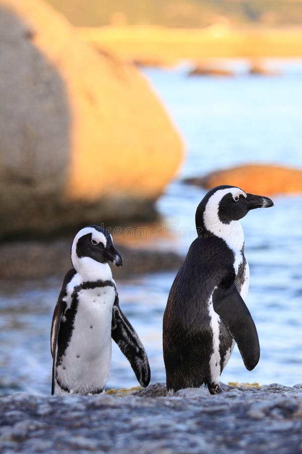 The African Penguin