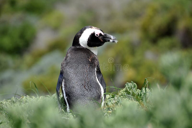 African Penguin on Boulders Beach