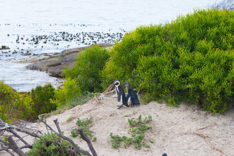 The African Penguin colony on Cape Peninsula at Boulders Beach, Simon`s Town, Western Cape Province, Cape Town district, South Af stock images The African Penguin colony on Cape Peninsula at Boulders Beach, Simon`s Town, Western Cape Province, Cape Town district, South Af stock images