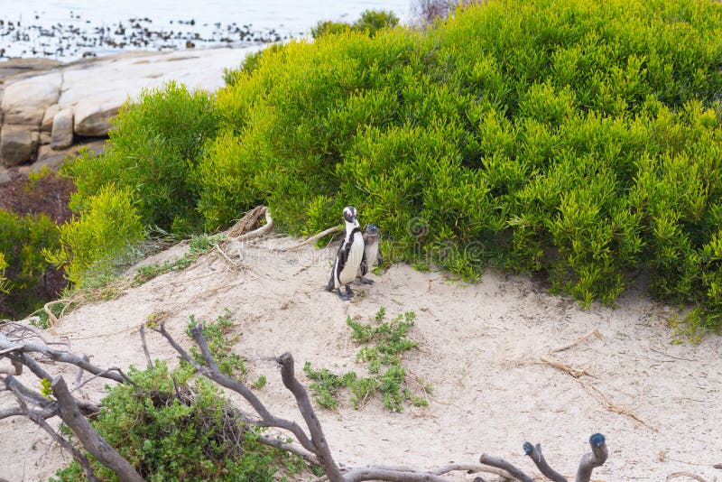 The African Penguin colony on Cape Peninsula at Boulders Beach, Simon`s Town, Western Cape Province, Cape Town district, South Af royalty free stock photography The African Penguin colony on Cape Peninsula at Boulders Beach, Simon`s Town, Western Cape Province, Cape Town district, South Af royalty free stock photography