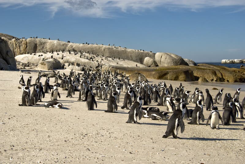 African penguin s home