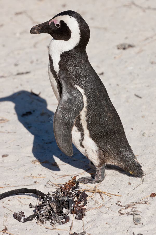African penguin (spheniscus demersus) stock image African penguin (spheniscus demersus) stock image
