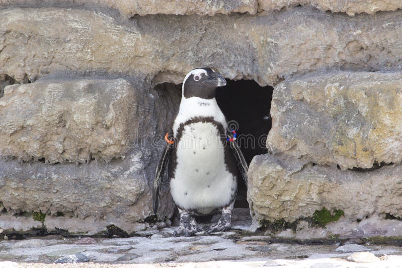 The African penguin Spheniscus demersus stock images The African penguin Spheniscus demersus stock images