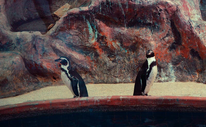 African penguin stock photography African penguin stock photography