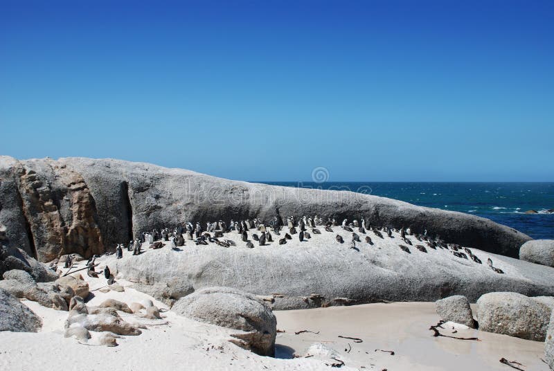 African Penguins