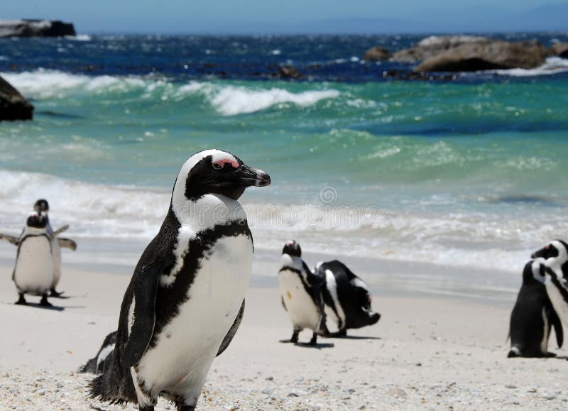 African penguins