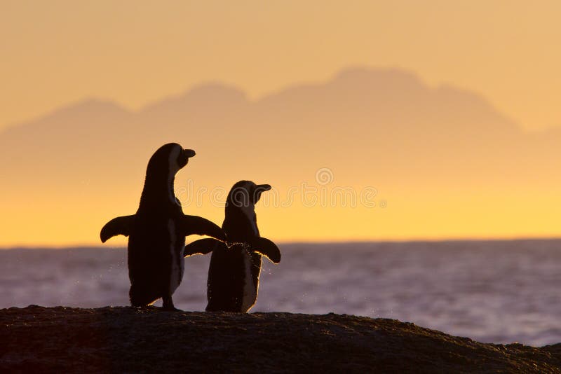 African penguins in morning sun