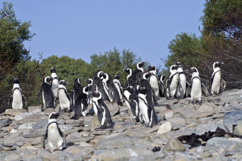 The African Penguins on Robben Island Cape Town Stock Photo - Image of  ocean, tourism: 9974488