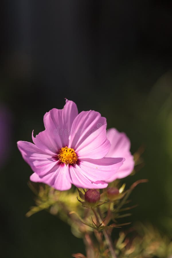 African Pink Daisy Gerbera Isolated on White Stock Photo - Image of ...