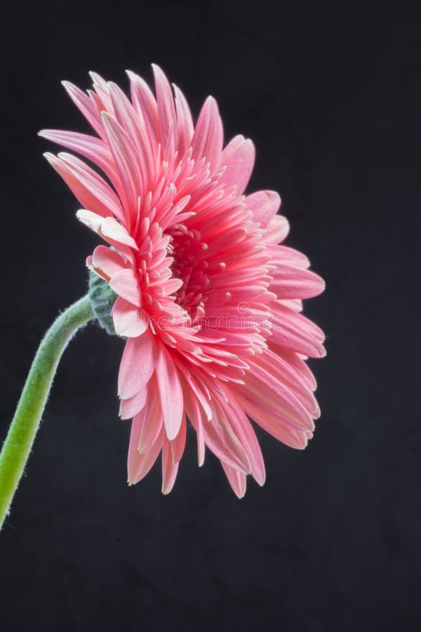 Gerbera - African pink daisy with water drops on petals royalty free stock photos