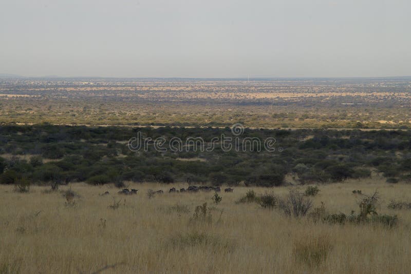 The African plain