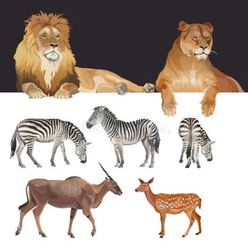 Jungle Food Chain Stock Illustrations – 82 Jungle Food Chain Stock ... Biology Diagrams