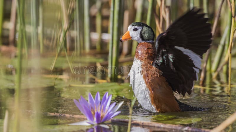 African Pygmy Goose Fluttering