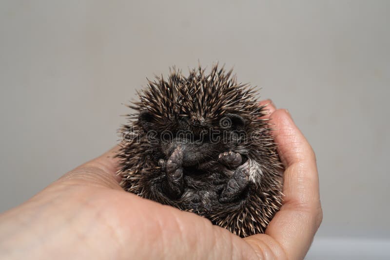 African Pygmy Hedgehog for Sale Stock Photo - Image of beak, animal ...