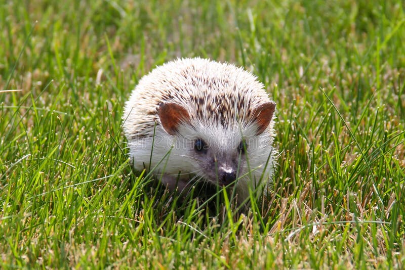 African Pygmy Hedgehog stock photo. Image of african 33091376