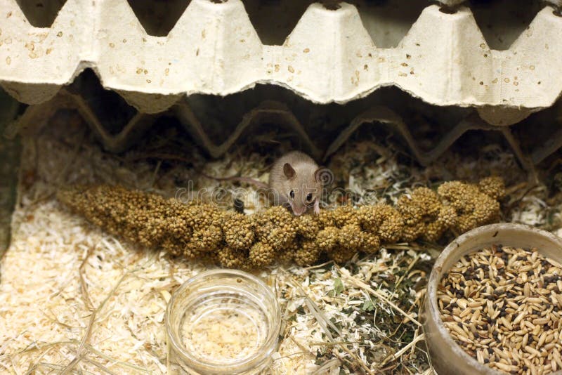280 Mouse Eating Seeds Stock Photos Free & RoyaltyFree Stock Photos