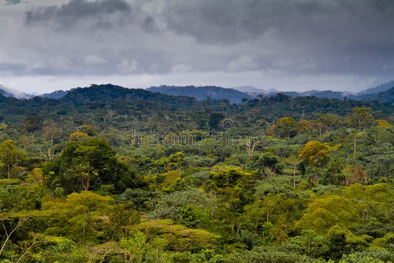 Landscape of the African Forest in Equatorial Guinea. Landscape of the African Forest in Equatorial Guinea