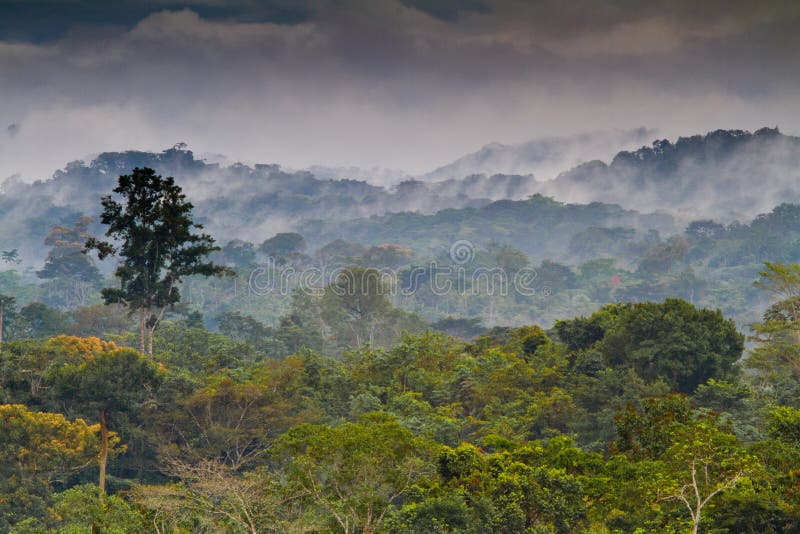 Landscape of the African Forest in Equatorial Guinea. Landscape of the African Forest in Equatorial Guinea