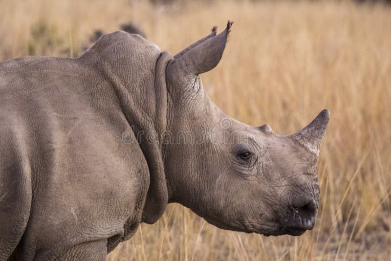 African rhino