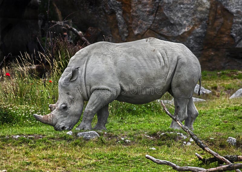 African rhinoceros on the lawn 1