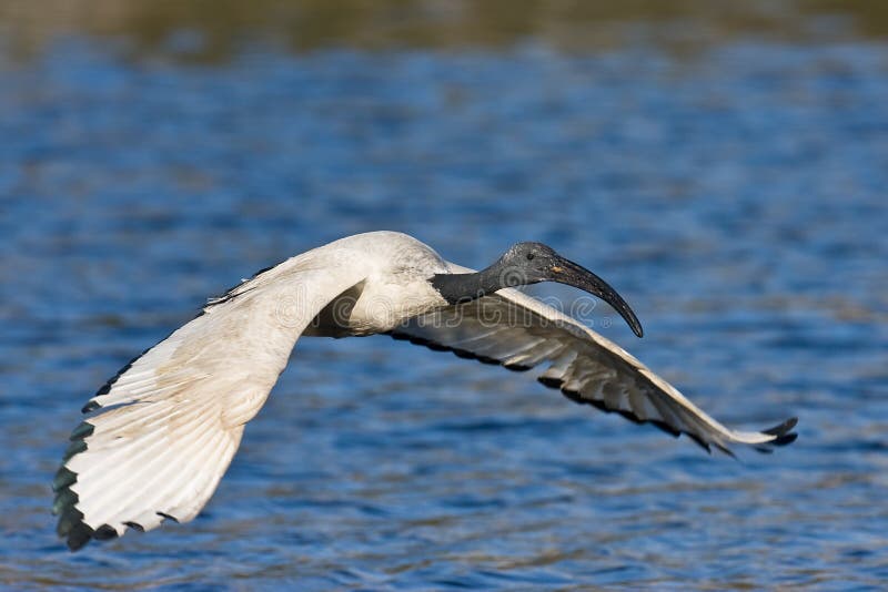 African Sacred Ibis